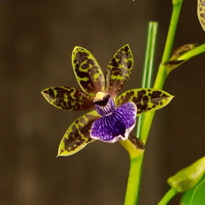 Орхидея Зигопеталум Лусендорф d12 см купить недорого в интернет-магазине  товаров для сада Бауцентр