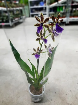 Орхидея зигопеталум Люсендорф купить в интернет-магазине