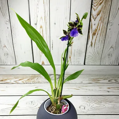 Орхидея Зигопеталум ø12 h50 см по цене 670 ₽/шт. купить в Перми в  интернет-магазине Леруа Мерлен
