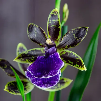 Орхидея Зигопеталум | купить в Москве в интернет магазине green-7.ru
