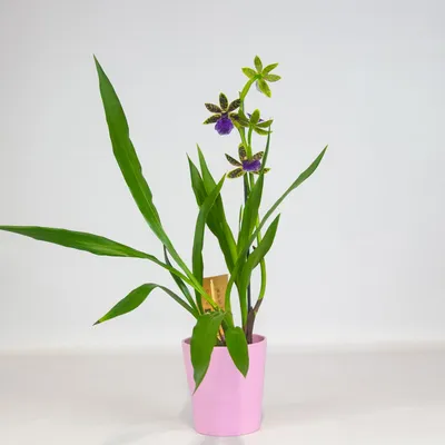 Zelena Xata - Орхидея зигопеталум уценка 50 гр | Facebook