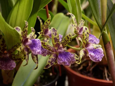 Орхидея Зигопеталум (Zygopetalum) | ВКонтакте