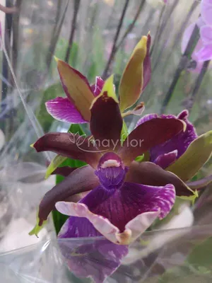 Орхидея Зигопеталум – купить по отличной цене в интернет-магазине  topcvetok.ru