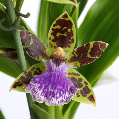 Орхидея Зигопеталум купить с доставкой