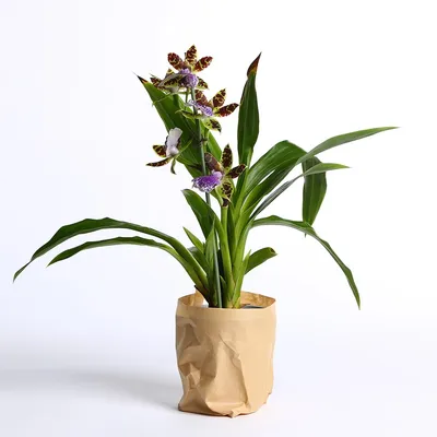 Орхидея Зигопеталум (27 фото) – Империя растений