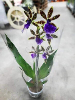Орхидея Зигопеталум в горшке - заказать и купить комнатные растения с  доставкой | Donpion