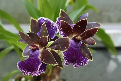 Орхидея Зигопеталум Импасто Блю (Zygopetalum Impasto Blue)