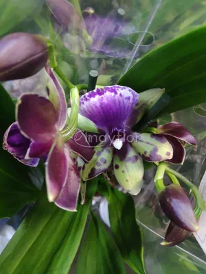 Орхидея Зигопеталум в горшке - заказать и купить комнатные растения с  доставкой | Donpion