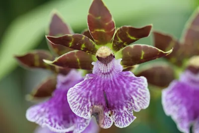 Орхидеи от А до Я. Ароматная коллекция. Зигопеталум. | Комнатные растения |  Дзен