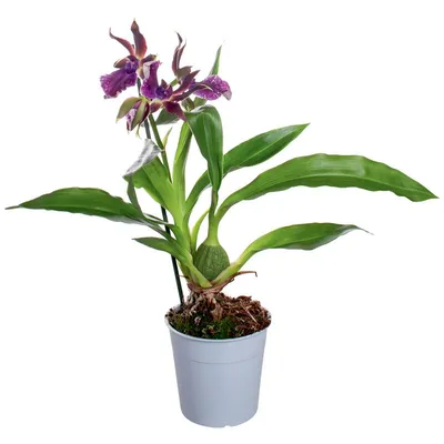 Орхидея Зигопеталум Трози Блю 60 см - купить в интернет-магазине с  доставкой по СПб