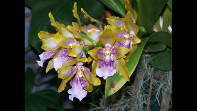 Орхидея зигопеталум: фото, виды и способы ухода в домашних условиях |  Orchideen, Garten pflanzen, Pflanzen