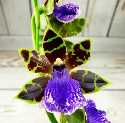 Орхидея Зигопеталум h60 см купить недорого в интернет-магазине товаров для  сада Бауцентр