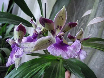 Орхидеи : Орхидея зигопеталум в Lechuza Puro Color