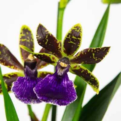орхидея зигопеталум, орхидея