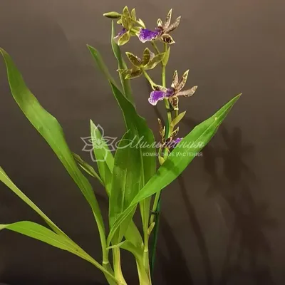 Орхидея Zygopetalum Trozy Blue (отцвел)