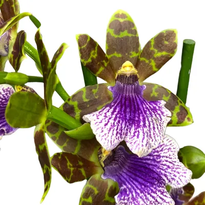 Зигопеталум Орхидея - 69 фото
