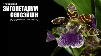 Орхидея Зигопеталум Louisendorf 12/55: купить оптом в Москве