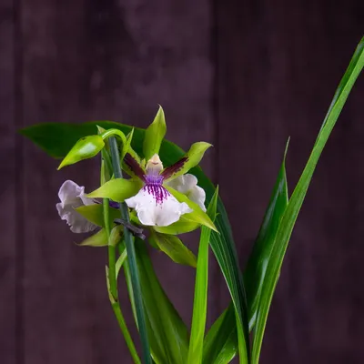 Купить Зигопеталум (орхидея) 12*40 Louisendorf оптом | Paeonia