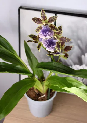 Купить Орхидея Зигопеталум Ред 1 ствол в Москве