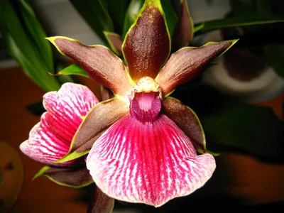 Орхидея Зигопеталум ростки: 200 грн. - Комнатные растения Одесса на Olx