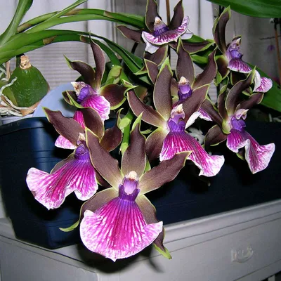 Орхидея зигопеталум советы за уходом в домашних условиях | Growbox