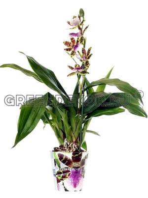 Орхидея Зигопеталум — Каталог цветов: Прекрасная-садовница.БЕЛ