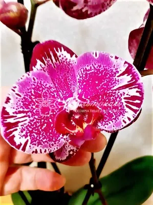 Орхидея зимняя вишня фото фотографии