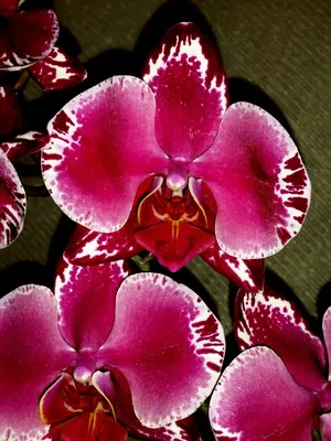 Орхидея Phalaenopsis Potter (отцвел, РЕАНИМАШКА)