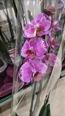 Орхидеи для Вас - 🌺 Стандарт Аля Морозная вишня 2... | Facebook