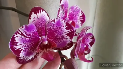 Удивительно!!! Это успех!!! Перестала их...Как там новые орхидеи? Поттер не зимняя  вишня! Червец. - YouTube