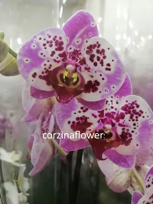🌺Орхидея Фаленопсис Зимняя Вишня🌺😍 – купить в Перми, цена 880 руб.,  продано 6 марта 2018 – Растения и семена