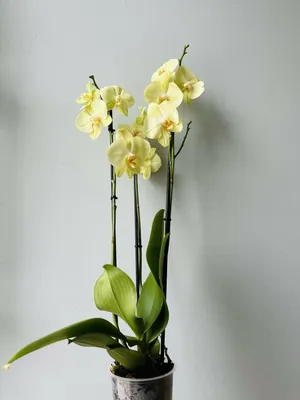 Букет из орхидей «Космические ласки» 💐 купить по цене 3 890 ₽ с доставкой  в Москве