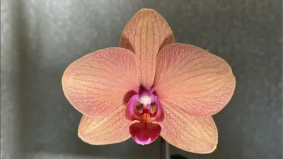 ОРХИДЕЯ фаленопсис ЗОЛОТАЯ РЫБКА Phalaenopsis Gold Fish - YouTube