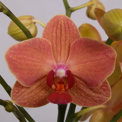 ColorZ - Goldfish | Beautiful flowers, Orchids, Beautiful orchids