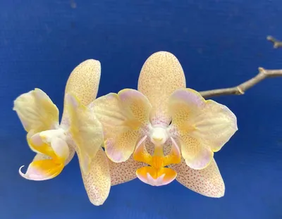 Орхидея Фаленопсис сортовой 2 ствола в Москве по доступным ценам. Заказать.