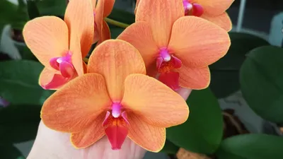 Орхидея Phalaenopsis Golden Fish Золотая Рыбка - YouTube