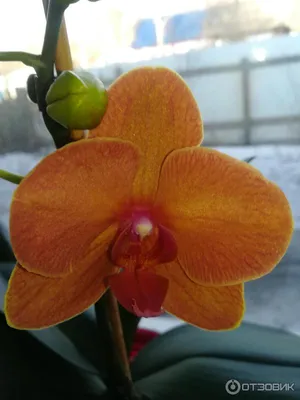 Аулонокара Орхидея 4,8-5,0 см 11415 купить в Минске