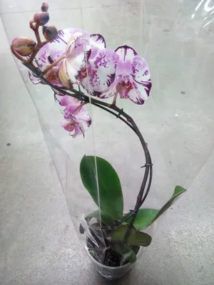 Аулонокара орхидея Aulonocara sp. «Orchid» молодь 3-4см. - Барахолка  onliner.by