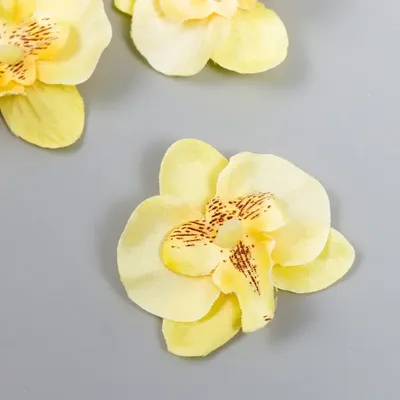 Фаленопсис Morelia (Морелия) миди - «Симпатичная и небольшая орхидейка с  яркими цветками✿» | отзывы