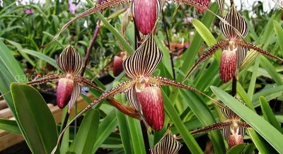 Выращивание орхидей - САМЫЕ ДОРОГИЕ ОРХИДЕИ В МИРЕ 💎Орхидея «Золото  Кинабалу» Самый дорогой цветок в мире – орхидея «Золото Кинабалу». P.  Rothschildianum – так по-научному называется этот цветок. Он растет  исключительно на