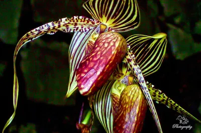 Орхидея «Золото Кинабалу» произрастает в тропических лесах на склонах горы  Кинабалу на севере Борнео и расцветает первый раз только на 15… | Instagram
