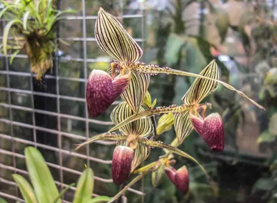 The most expensive Orchid in the world - Gold of Kinabalu | Rare flowers,  Rare orchids, Expensive flowers