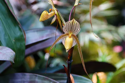 Знакомьтесь - Золото Канибалу – самая дорогая орхидея | Растения с Мораной  Феофановной | Дзен