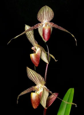 Знакомьтесь - Золото Канибалу – самая дорогая орхидея | Растения с Мораной  Феофановной | Дзен