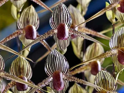 ТОП-10 самых дорогих цветов в мире от 50flowers.ru