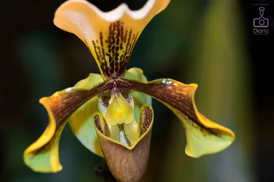 Орхидея золото кинабалу - 73 фото