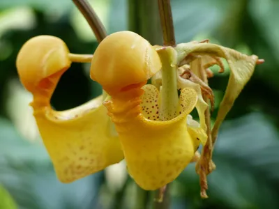 Золотая орхидея цветок (54 фото) »