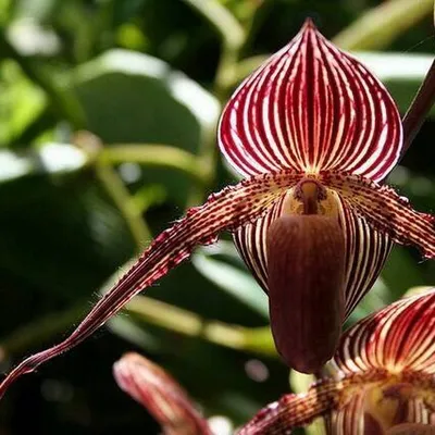 Орхидеи – дар богов. Самые интересные факты о цветах - Субота  Інтернет-видання