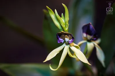 Aromarti - 🏵🏵🏵Самый дорогой цветок в мире — «Золото Кинабалу» — самый  редкий вид орхидей, который растет исключительно в одном месте, на острове  Борнео (Малайзия), на одной из сторон горы Кинабалу. .