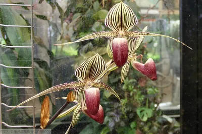 Орхидеи в Аптекарском